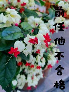 前任不愿意复合